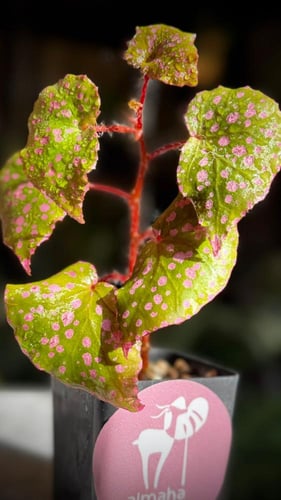 BEGONIA REX MIX VARIETIES