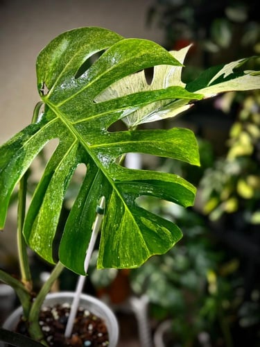 MONSTERA DELICIOSA FULL MINT