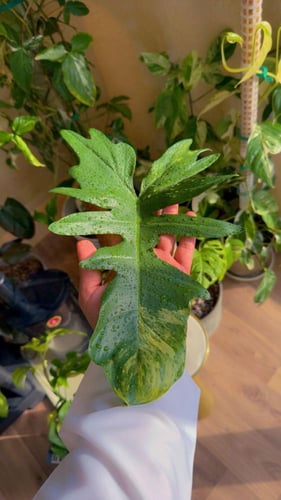 philodendron florida bauty x