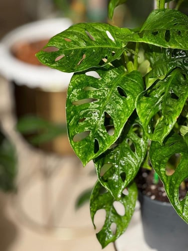 مونستيرا أدانسوني مينت (نعناع) Monstera Adonsoni M...