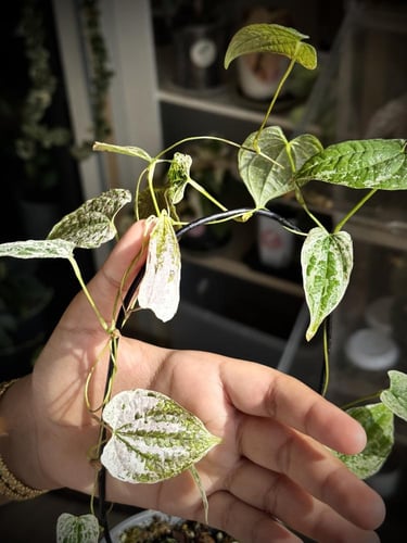 DIOSCOREA BULBIFERA ALBO