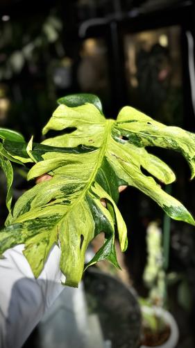 MONSTERA OCEAN MINT