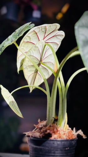 ALOCASIA DRAGON SCALE AUREA