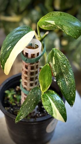 Monstera standleyana Variegated مونستيرا ستاندليان...