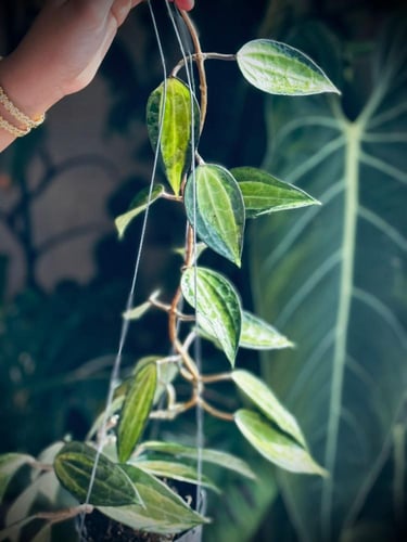 HOYA MACROPHYLLA POT OF GOLD
