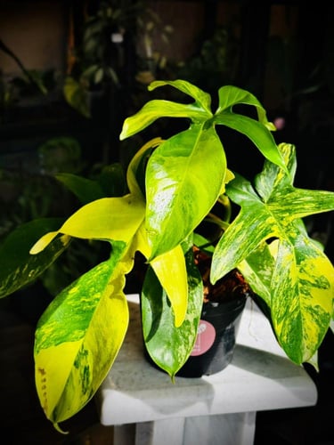 PHILODENDRON FLORIDA X SQUAM GARDERUM