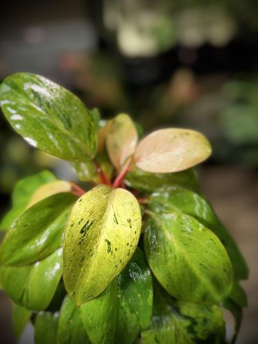 PHILODENDRON RED CONGO MARBLE DWARF