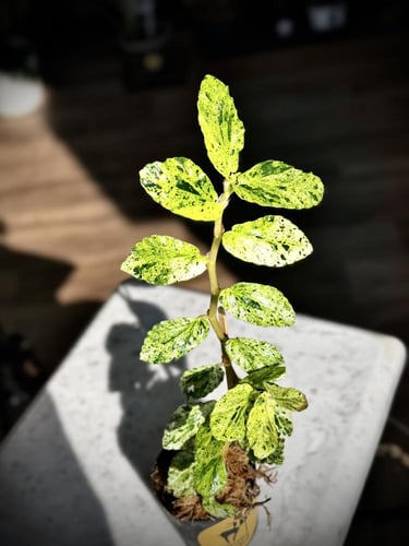 PELLIONIA SP VARIEGATED