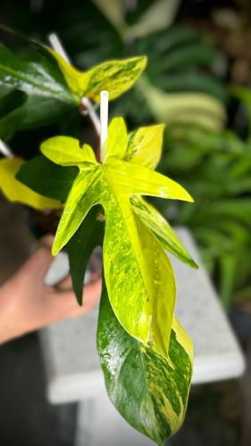 PHILODENDRON FLORIDA x SQUAMIFERUM VARIEGATED