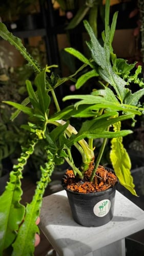 PHILODENDRON BELLE ISLE
