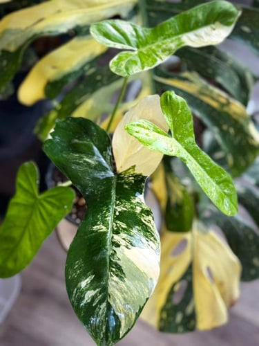 PHILODENDRON FLORIDA BEAUTY x BELLIETIAE