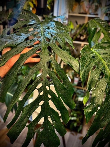 MONSTERA DUBIA FORMS