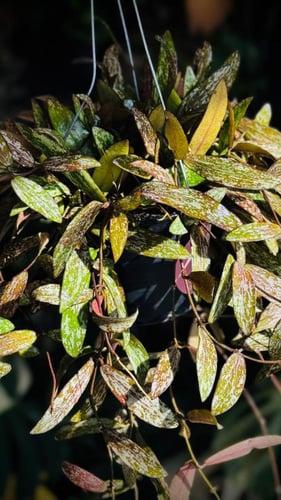 HOYA SIGILLATIS (MINI)
