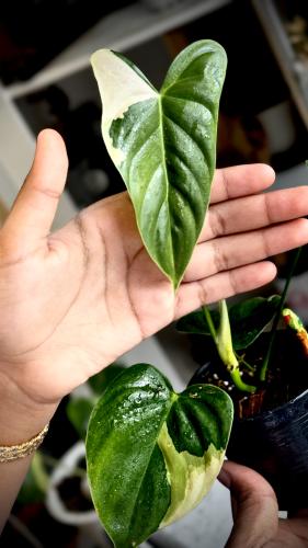 PHILODENDRON TOPICAL