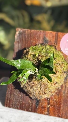 FERN - WILLINCKII DWARF BACTERIA FERN