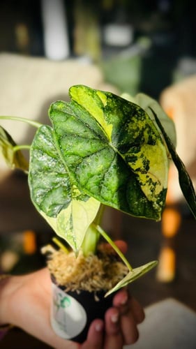 ALOCASIA DRAGON SCALE AUREA