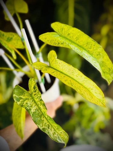 PHILODENDRON BILLIETIAE x PARAISO