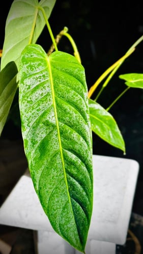 PHILODENDRON PATRICIAE