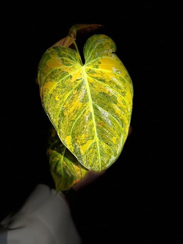 PHILODENDRON MELANO Variegated.