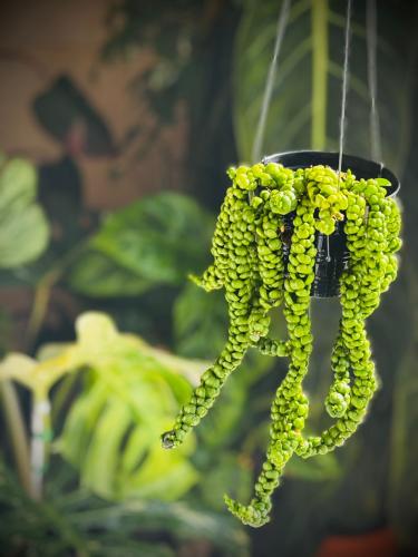 DISCHIDIA BUBBLES (DRAGON JADE)