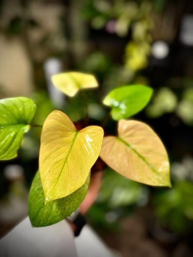 HOMALOMENA RUBESCENS MINT