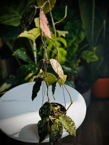 HOYA CAUDATA GOLD