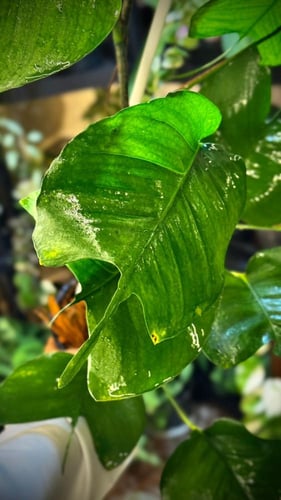 EPIPREMNUM SKELETON KEY