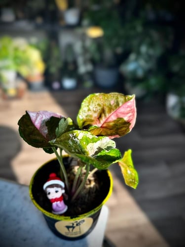 SYNGONIUM STRAWBERRY ICE