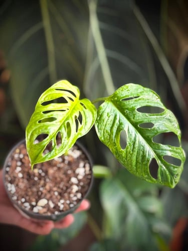 monstera lechleriana