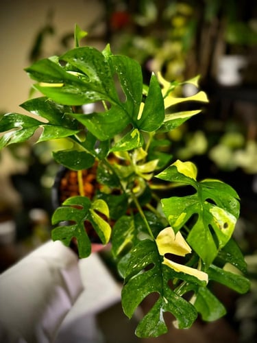 MONSTERA GINNY VARIEGATED