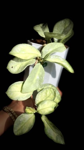 HOYA CARNOSA ARGENTEA PRINCESS