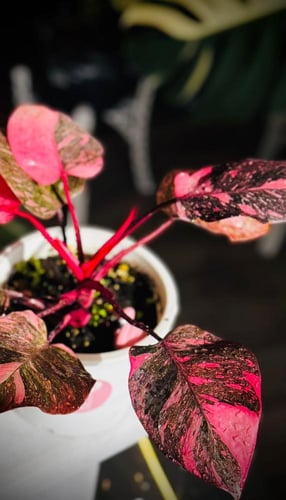 PHILODENDRON PINK PRINCESS MARBLE GALEXY