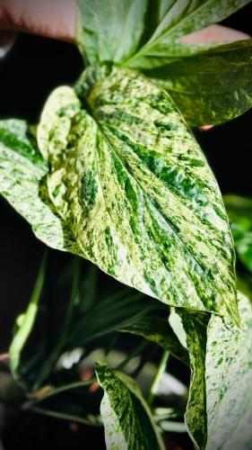 AMYDRIUM MEDIUM SPIDI