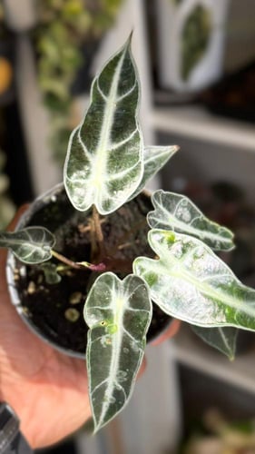 Alocasia Amazonica Bambino