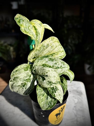 SCINDAPSUS PEASUN