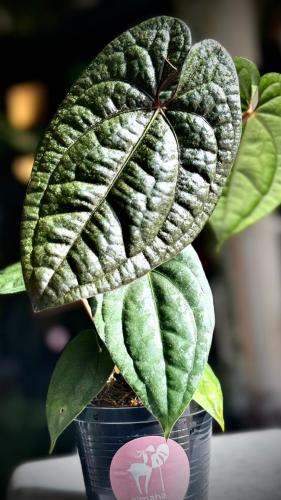 ANTHURIUM HYBRID MIX