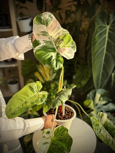 PHILODENDRON PARAISO ALBO