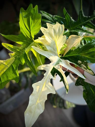 PHILODENDRON GOLDEN DRAGON Variegated