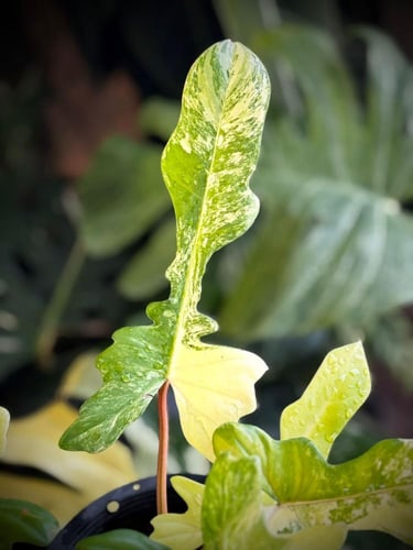 PHILODENDRON FLORIDA x MAYOI (NARROW FORM)
