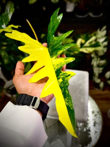 PHILODENDRON FLORIDA X TORTUM