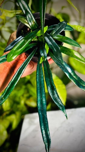 BLUE OIL FERN (MICROSORUM THAILANDICUM