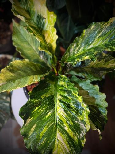 ANTHURIUM HOOKERI VARIEGATED