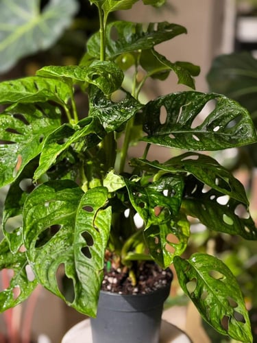 مونستيرا أدانسوني مينت (نعناع) Monstera Adonsoni M...