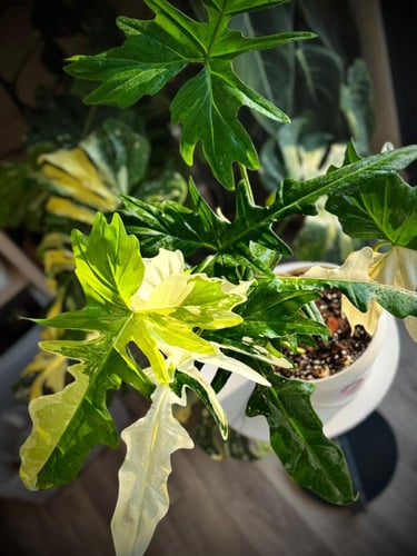 PHILODENDRON GOLDEN DRAGON Variegated