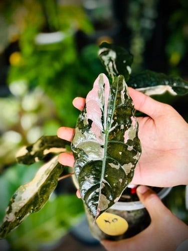 ALOCASIA CHANTRIERI PINK