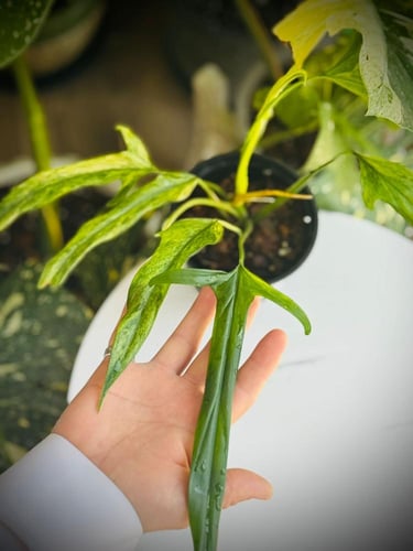 PHILODENDRON HOLTONIANUM Variegated