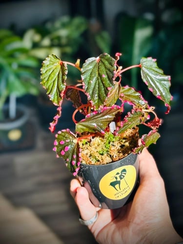 BEGONIA DARTHVADERIANA HYBRID