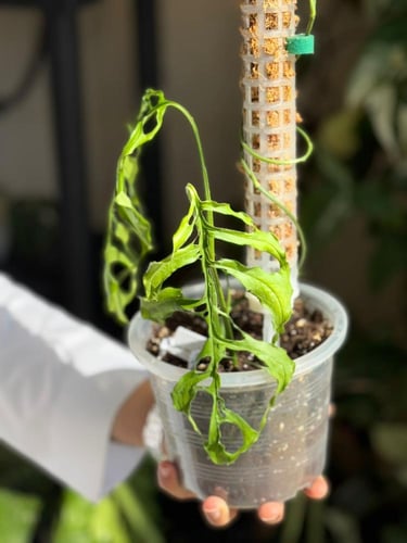 Monstera Obliqua Peru