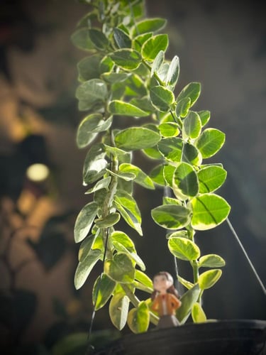 HOYA CUMMINGIANA ALBO