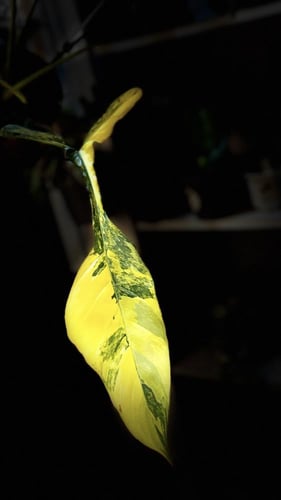PHILODENDRON JOEPII Variegated